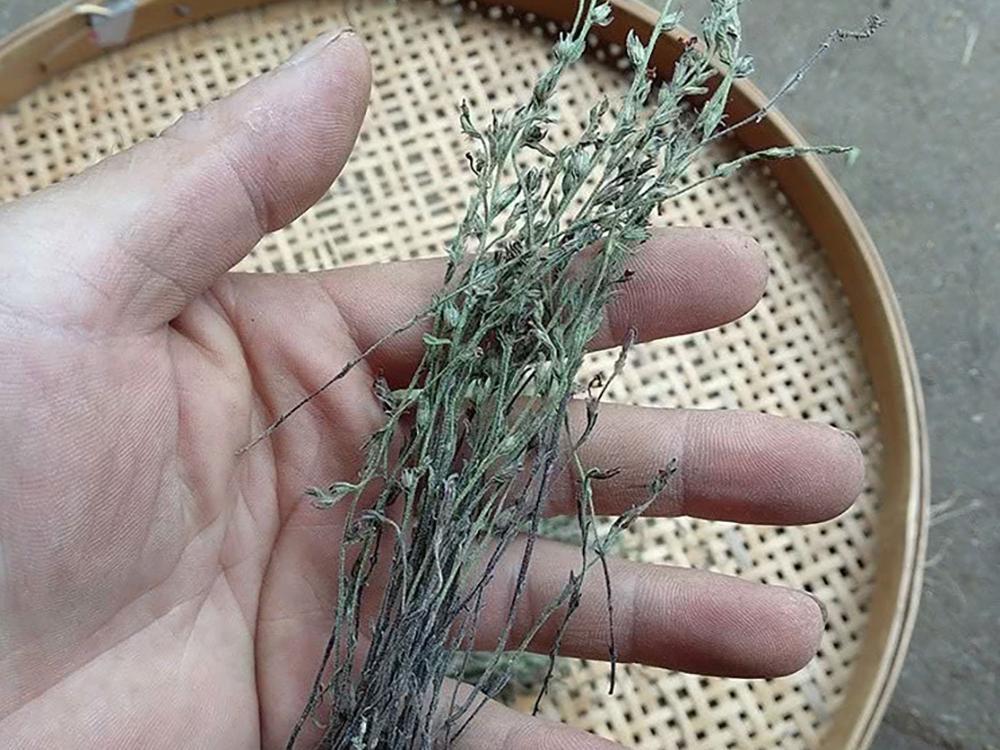 一天挖不到1两见到别错过它是稀罕的疳积草5元一克