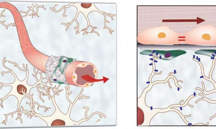 真实重现血脑屏障生理机能的芯片问世,助推大脑疾病的药物研发