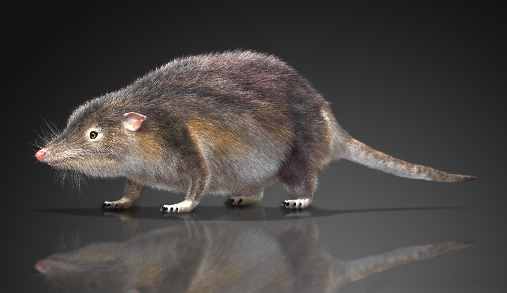 在我国发现的中国尖齿兽,可追溯至侏罗纪早期.