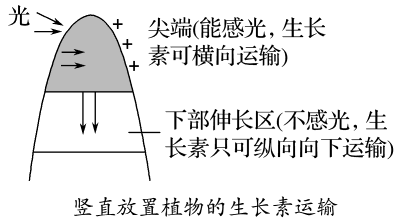 胚芽鞘尖端以下,极性运输(从形态学上端运输到形态学的下端).