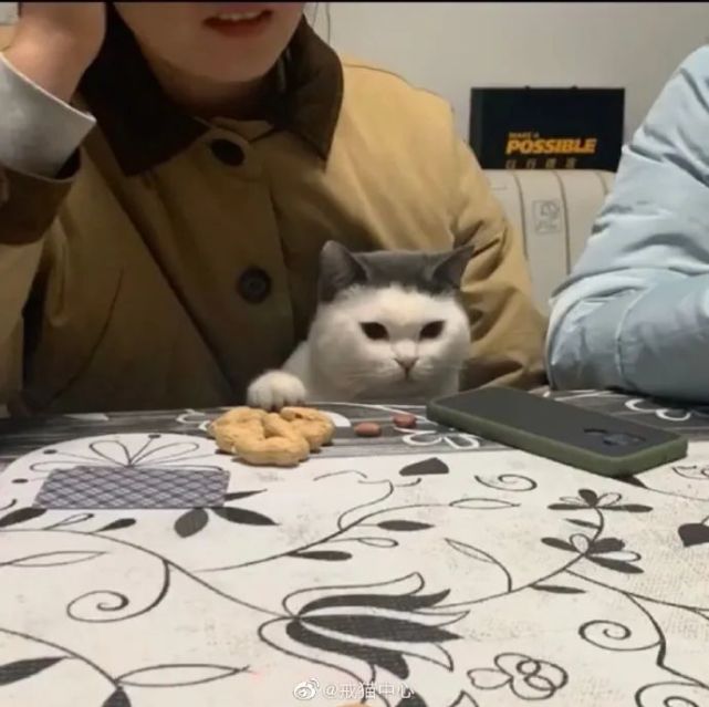网友家猫趁人不备偷花生 猫赃并获还不服气 家猫 花生 猫咪