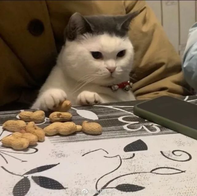 网友家猫趁人不备偷花生 猫赃并获还不服气 家猫 花生 猫咪