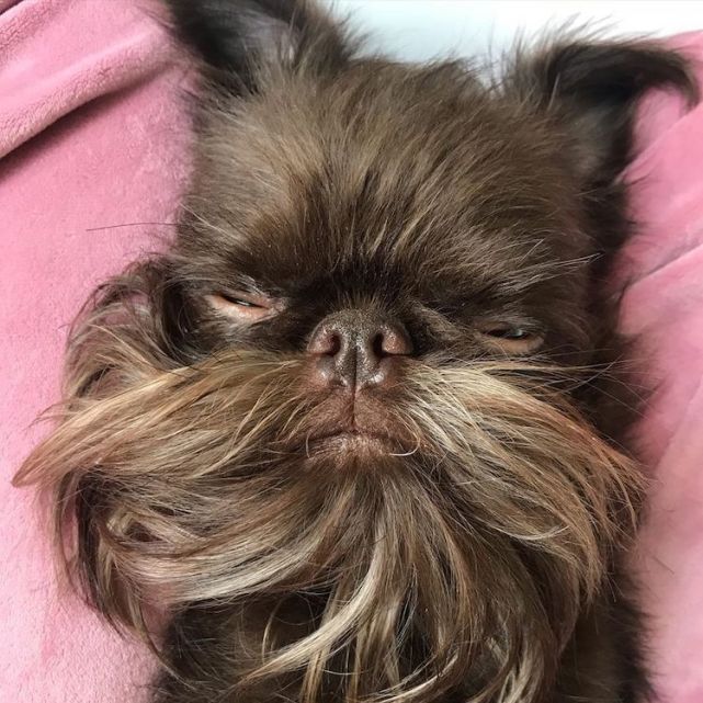 10张狗狗留胡子的照片看起来真像个老男人