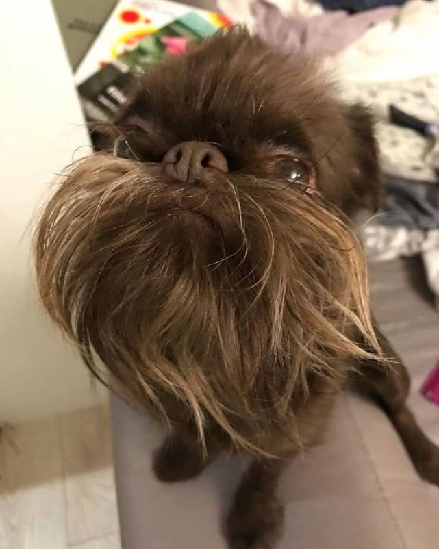 10张狗狗留胡子的照片看起来真像个老男人