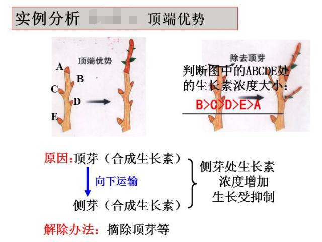 图九 顶端优势图2,植物不同部位对生长素的敏感度不同图十 不同器官对