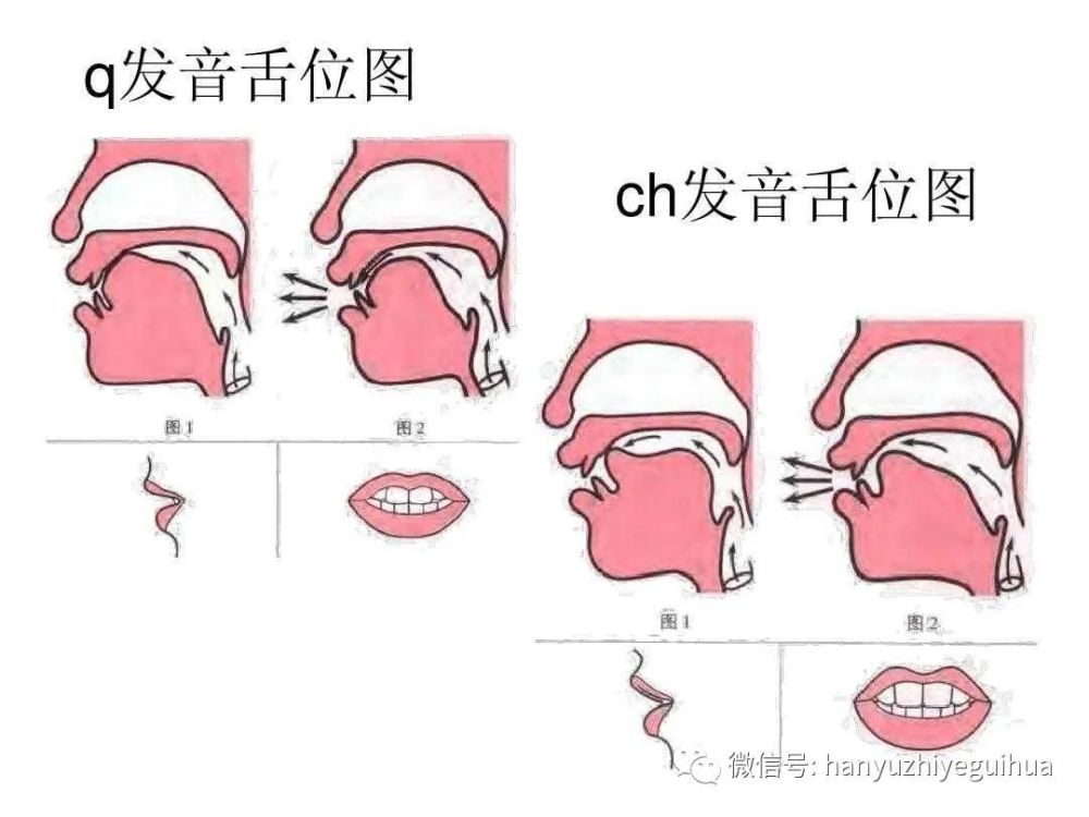 这个方法的应用,在声韵调的教学中主要是指,教师给学生展示发音舌位图