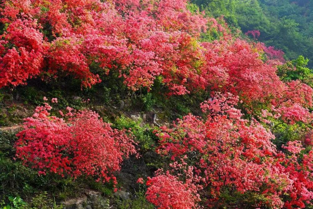 云游咸寧 | 走！帶你去看九宮山上的云淡風(fēng)輕~(圖11)