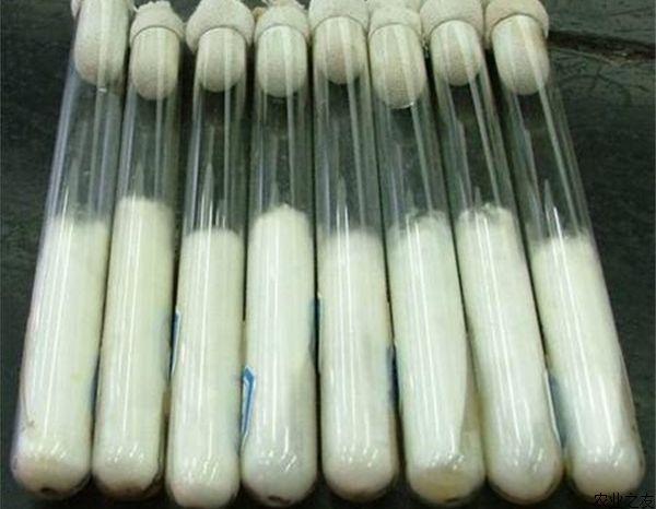 金针菇栽培中菌种的制作技术