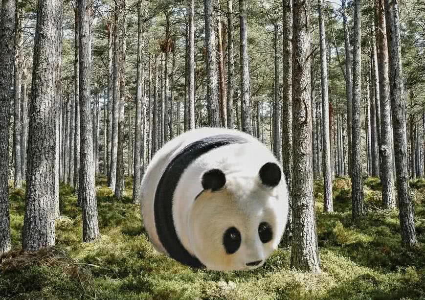 假如地球上的动物都"胖成球",大熊猫没违和感,斑马笑喷了
