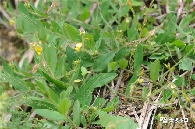 治氣虛耳鳴:響鈴草一兩,豬耳朵一對.加食鹽燉服.