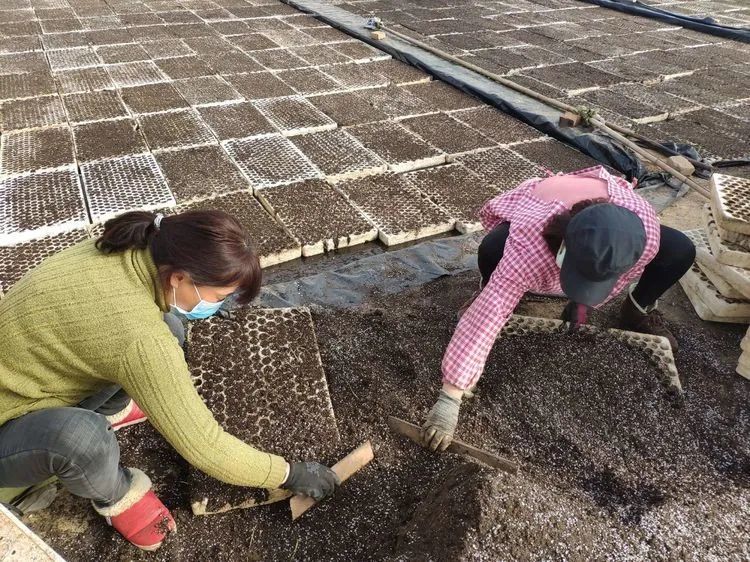 在烟叶育苗大棚里,上盘,扒土,倒种,摆盘…工人们各司其职,漂浮育苗