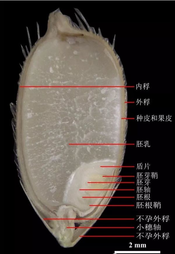 稼穑小课堂:种子的"花花世界"