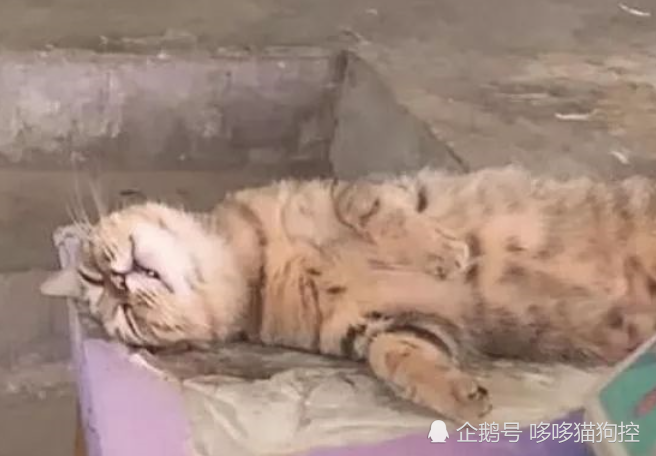 菜市场躺了一张u201c猫皮u201d，路人吓得不敢靠近，走近后石化了_腾讯新闻