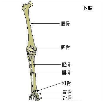 腓骨远端骨图片