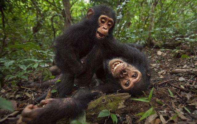黑猩猩捕食红猩猩图片