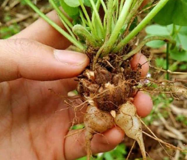 买的除草剂不管用?农村自家配的药,能除所有有害草