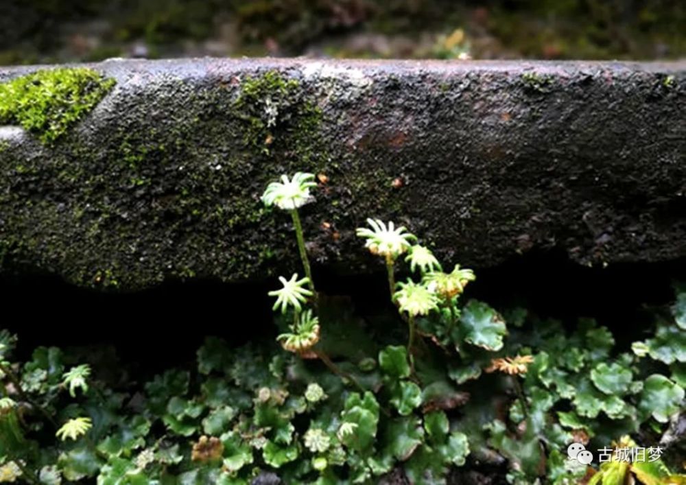 苔花如米小也学牡丹开 腾讯新闻