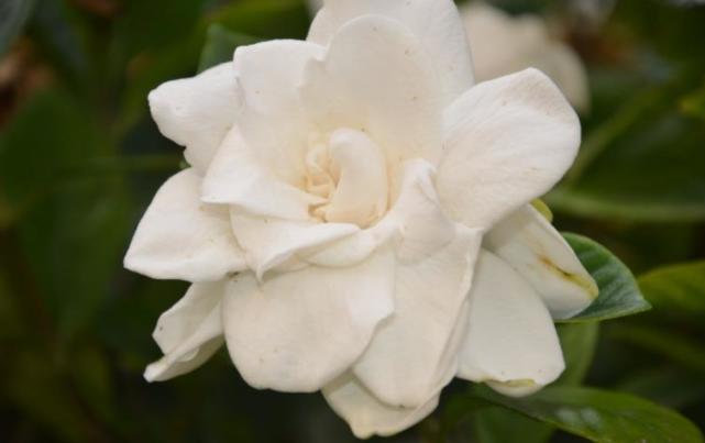 自2月25号起运势火爆 桃花朵朵 幸福从此开始的星座 桃花 运势 天秤座 星座 桃花运 天蝎座