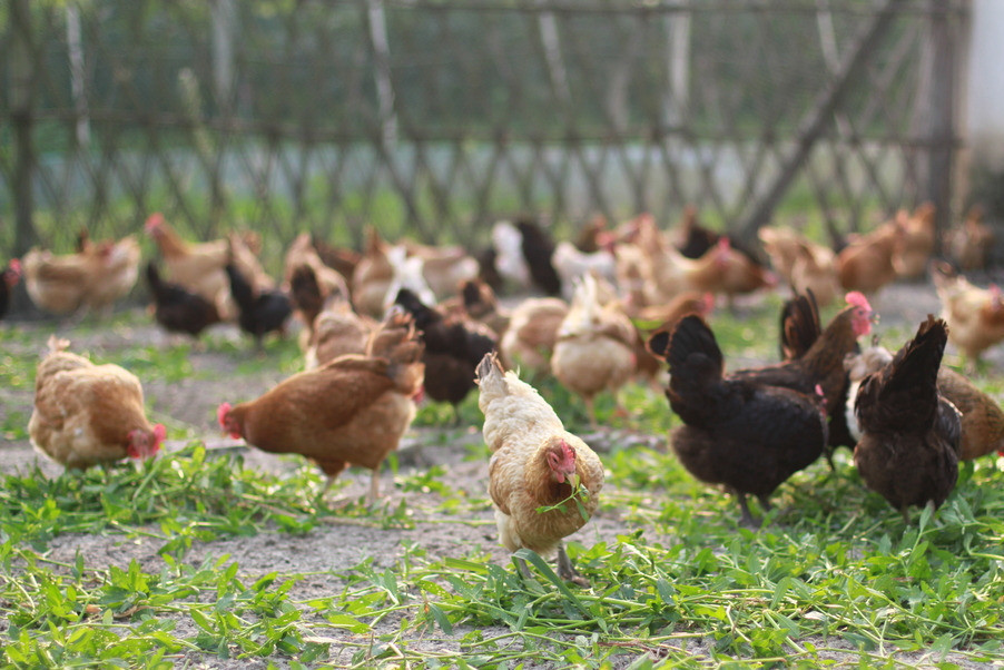 此次疫情结束后,鸡鸭猪的价格是涨还是跌?