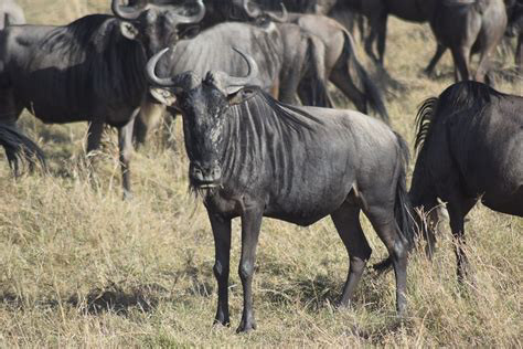 角马这种动物到底是马还是牛 有何依据 腾讯新闻
