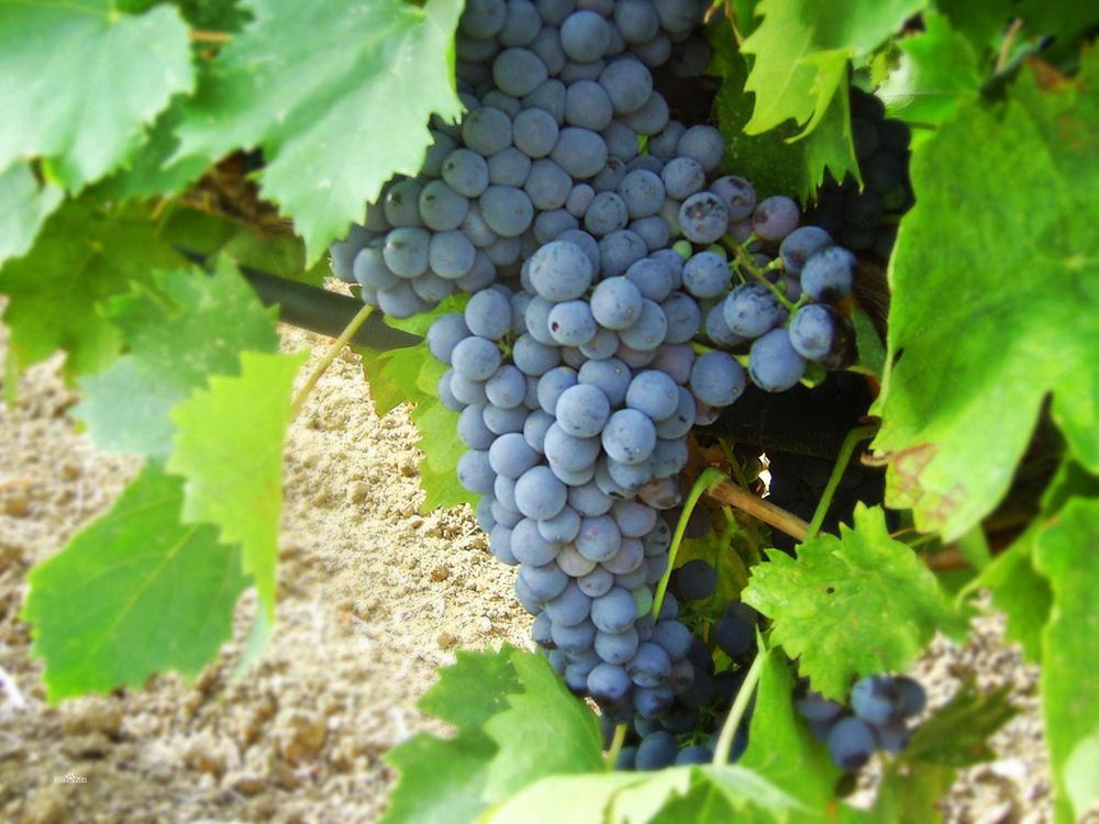 俄罗斯常见的水果,引进国内却不受重视,很多人买苗自己种