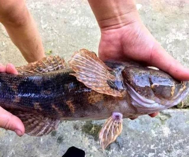 呆子鱼不是长不大吗这条怎么有1斤多有人认识这鱼吗求鉴定