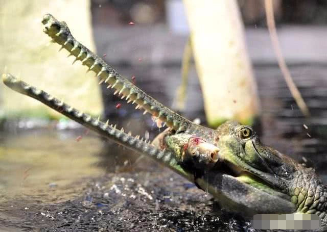 但是不同的是,恒河鳄长着一张比其他鳄鱼都要长的嘴,这是它最明显的