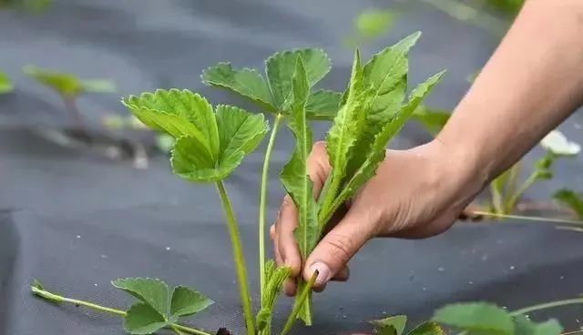 草莓春季如何管理揭膜追肥浇水摘老叶这些你都做了吗