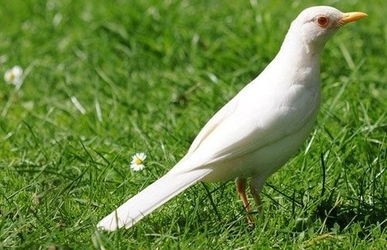 白乌鸦,白色的乌鸦也是乌鸦!_腾讯新闻