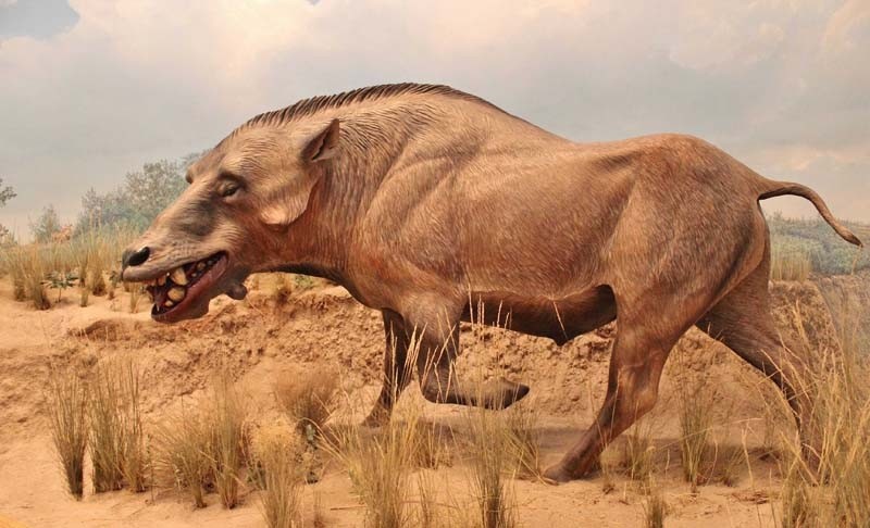 "猪"的祖先是远古巨兽,还是陆地霸主之一?专家:真是深藏不露