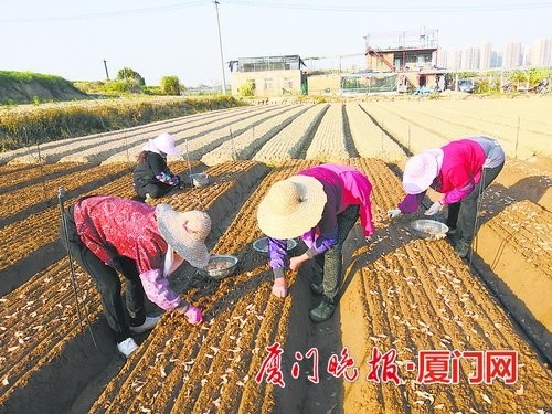 "二月二"又称"上工日" 厦门田间春耕忙 播撒种子期待新丰收!