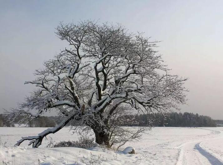 为什么树木不怕冻?如果没有这3种机制,它们也会被冷死