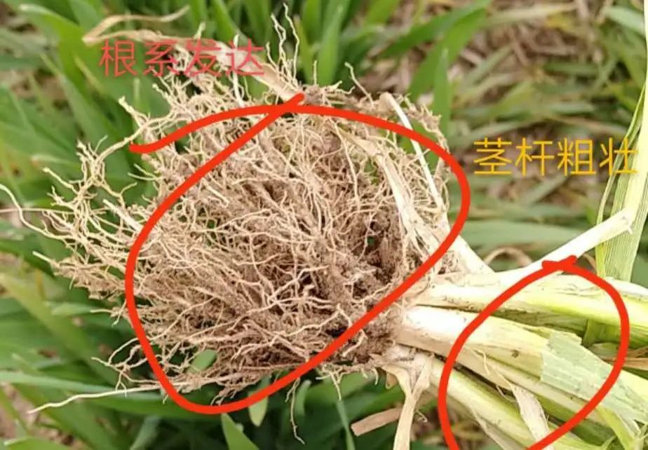 判断小麦在拔节前小麦高产的标准,你知道吗?