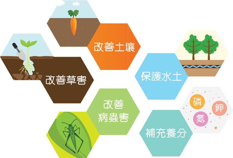 什么是间作轮作有何好处注意事项