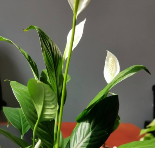 8种常见花 名字特别吉祥 摆在家里有福运 腾讯新闻