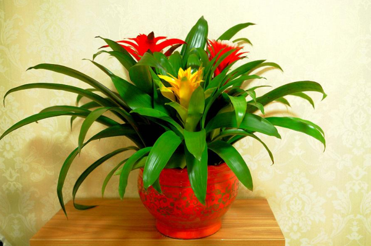 8种常见花 名字特别吉祥 摆在家里有福运 腾讯新闻