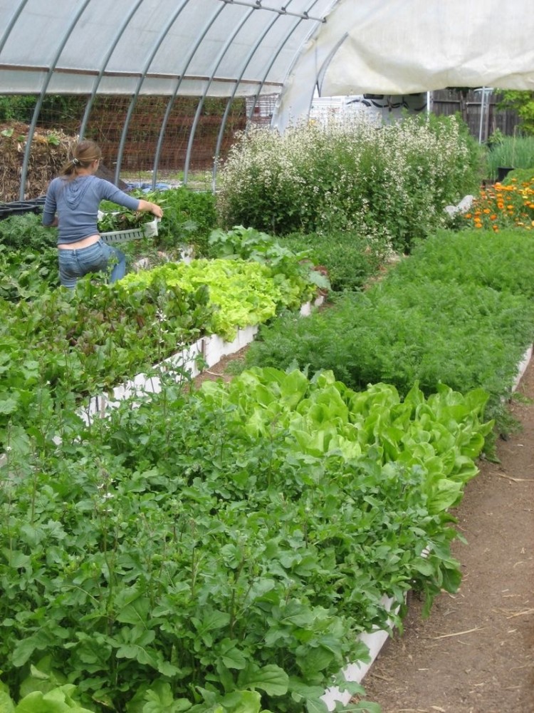 12個庭院菜園子網友直呼菜園比花園還美啊