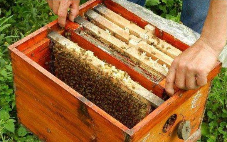 第一次养蜂蜂种怎么弄 第一次养蜂蜂种怎么弄视频