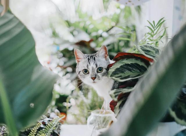 养猫人家的一大难题 绿植花卉和猫咪之间 有它没我 有我没它 腾讯新闻