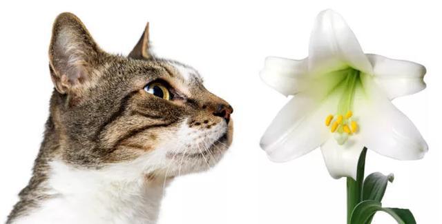 养猫人家的一大难题 绿植花卉和猫咪之间 有它没我 有我没它 腾讯新闻