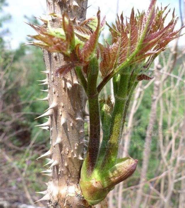 春天到来农村山上的刺老芽价格比肉贵这是为何