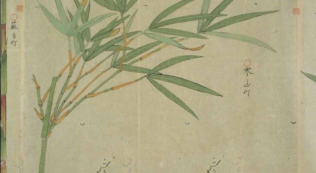 石寿竹谱》-一部描绘竹子画谱_腾讯新闻