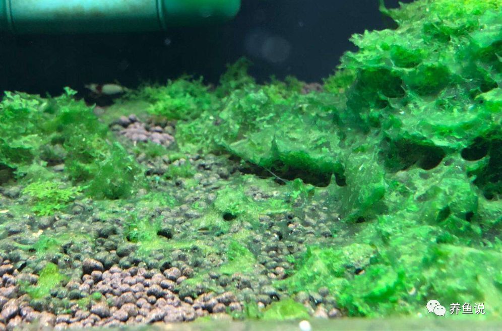 鱼缸里的蓝绿藻如何处理?观赏鱼清洁鱼缸法门,藻类祛除攻略