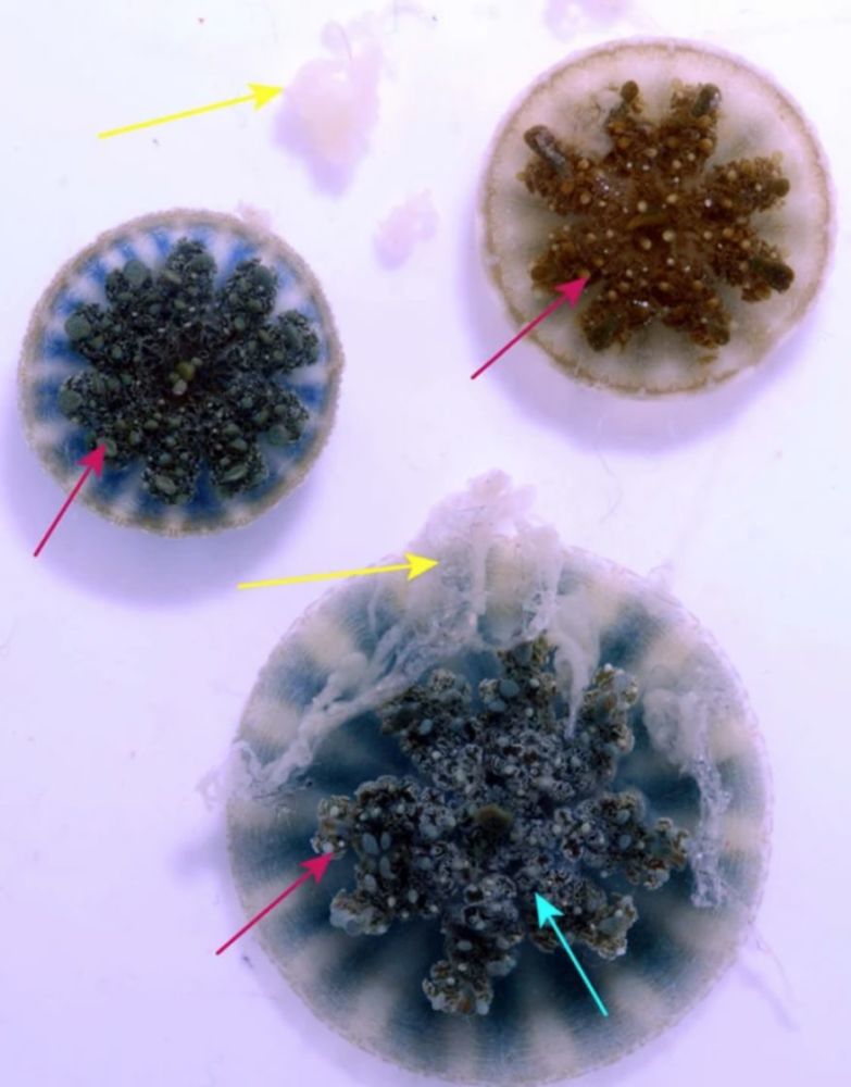 但有时我在给倒立水母(cassiopea xamachana)换水的时候,尽管已经很