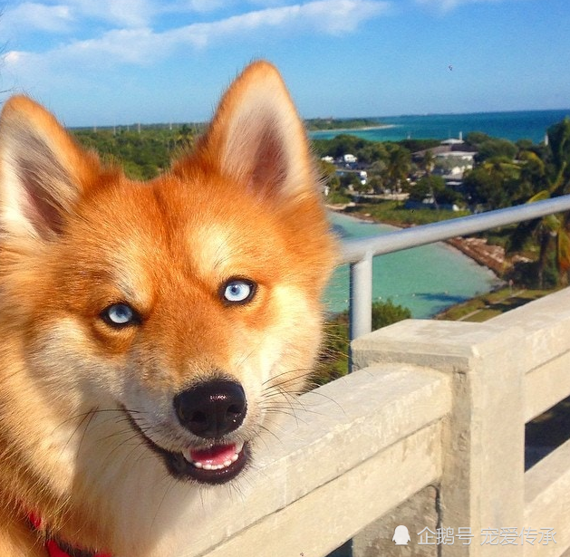 说它是狗,没人信!因为长了张"狐狸脸",身世被揭开,众人诧异