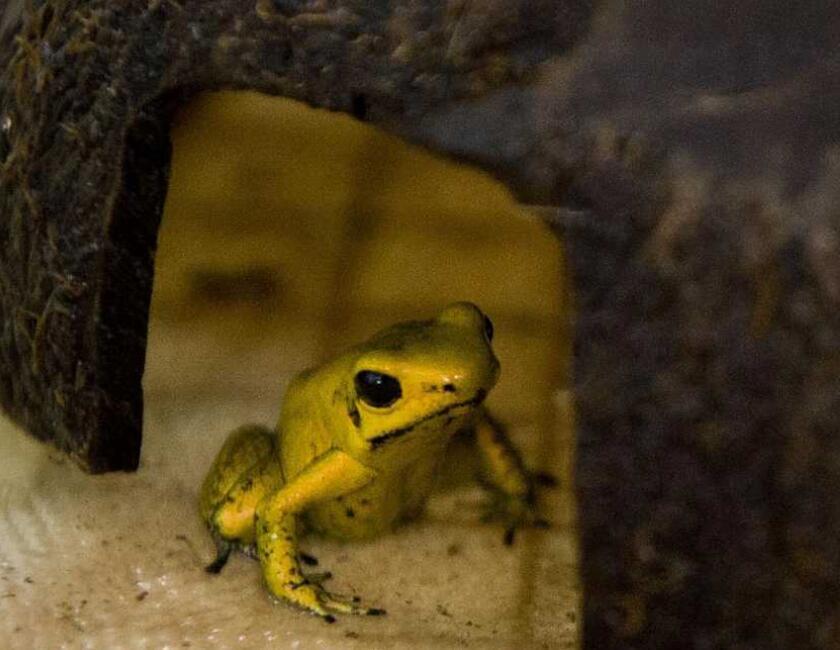 世界上最毒的青蛙:黄金箭毒蛙,毒素能让10个成年人死亡