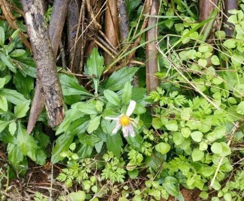 乡下路边一野草,人称"鱼鳅串",竟价值那么高?却还被人忽略!