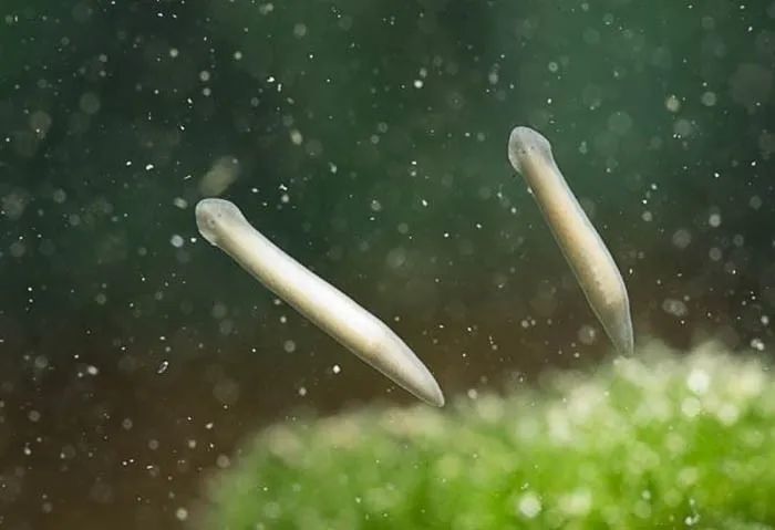 鱼缸里生涡虫,能不能除干净