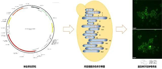 新冠疫苗研制成功天津大学教授只是完成前期工作