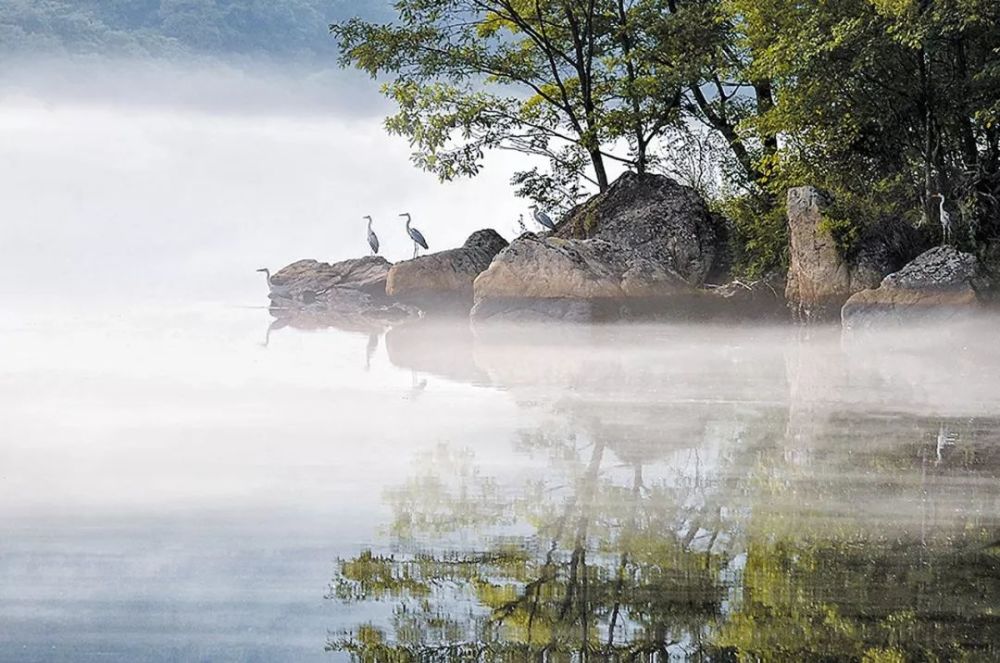 恬淡神远 杜雨飞 摄点评:对称式构图让人眼前一亮,几只苍鹭昂首立在
